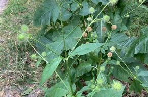 Universität Osnabrück: Wiederansiedlung gefährdeter Arten  - Botaniker der Uni Osnabrück legen Biodiversitätsfläche am Westerberg an