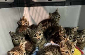 Polizei Bochum: POL-BO: Katzenbabys am Waldrand ausgesetzt - Spaziergängerin informiert die Polizei