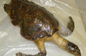 Hauptzollamt Singen: HZA-SI: Zoll beschlagnahmt geschützte Schildkröte Verfahren wegen Verstoßes gegen die Artenschutzbestimmungen eingeleitet