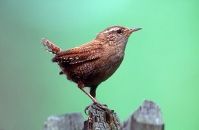 NABU: NABU kürt Zaunkönig zum "Vogel des Jahres 2004"