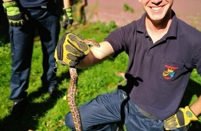 Feuerwehr Essen: FW-E: Kornnatter gefangen und zum Tierheim transportiert