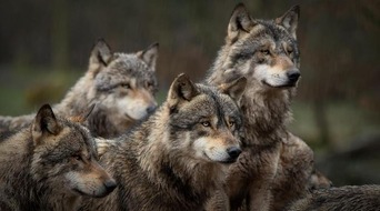 LID Pressecorner: Probleme mit dem Wolf nehmen exponentiell zu