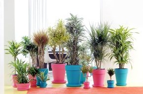 Blumenbüro: Drachenbaum ist Zimmerpflanze des Monats Februar / Eindeutig kein Hausdrache: Dracaena bringt Farbe ins Haus (BILD)