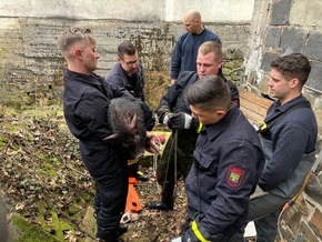 FW Hagen: Tierische Rettung, Schwein aus Notlage befreit