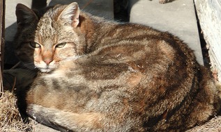 TASSO e.V.: Pressemitteilung: Bündnis "Pro Katze" appelliert an Katzenhalter und die Politik