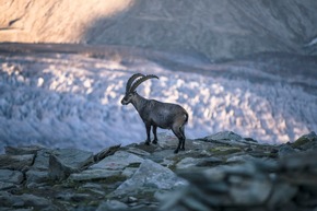 Raus aus den Höhlen - Wenn die Murmelis wieder durchstarten