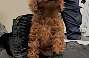 Hauptzollamt D&uuml;sseldorf: HZA-D: Quarant&auml;ne f&uuml;r Hund und Katze/Zoll am D&uuml;sseldorfer Flughafen stoppt Tierschmuggler