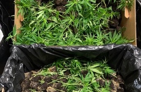 Hessisches Landeskriminalamt: LKA-HE: Zwei professionelle Marihuana-Plantagen entdeckt | 55 Kilo Marihuana sichergestellt | Vier Tatverdächtige in Untersuchungshaft