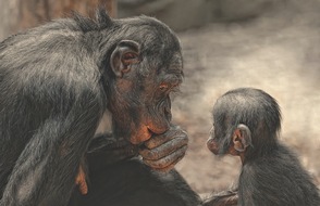 NATIONAL GEOGRAPHIC DEUTSCHLAND: "Keine Menschenaffen mehr in Zoos!? NATIONAL GEOGRAPHIC DEUTSCHLAND unterstützt die Forderung von Affenrechtlern nach Grundrechten für Gorillas, Bonobos, Orang-Utans und Schimpansen (BILD)