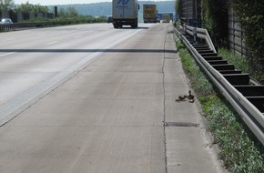 Polizeiinspektion Hildesheim: POL-HI: Autobahnpolizei Hildesheim rettet Entenfamilie