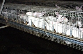 Deutscher Tierschutzbund e.V.: Deutscher Tierschutzbund klagt Tierqual an: Millionen Mastkaninchen leiden hinter Gittern - auch in Deutschland