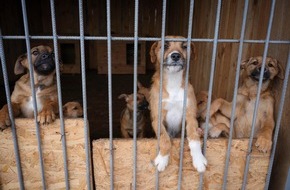 VIER PFOTEN - Stiftung für Tierschutz: Ukraine: âQUATRE PATTES traite et stérilise 140 chats et chiens dans l’un des plus grands refuges pour animaux de la région de Kiev