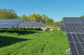 Erdgas S&uuml;dwest: Presseinformation: Schafe &uuml;bernehmen die Gr&uuml;npflege im Solarpark Ertingen