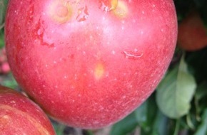 PENNY Markt GmbH: Hagelschaden / PENNY unterstützt Obstbauern vom Bodensee und vom Alten Land / Bundesweite Vermarktungsaktion von Äpfeln