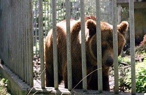 VIER PFOTEN - Stiftung für Tierschutz: VIER PFOTEN: Neues Zuhause für Bär Mario