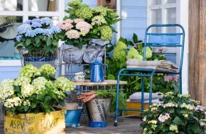 Blumenbüro: Stilvolle Romantik mit der Gartenhortensie / Die Gartenhortensie setzt dem Vintage-Chic das Krönchen auf