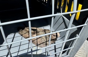 Feuerwehr Dinslaken: FW Dinslaken: Tierrettung in luftiger Höhe