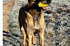 Bundespolizeidirektion Sankt Augustin: BPOL NRW: Sprengstoffspürhund "Speed": Pelziger Bundespolizist am Wochenende im doppeltem Einsatz