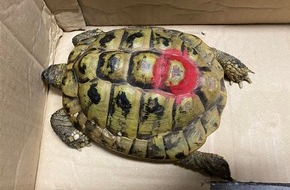 Polizeidirektion Montabaur: POL-PDMT: Mündersbach - Fund einer Schildkröte - Eigentümer gesucht!