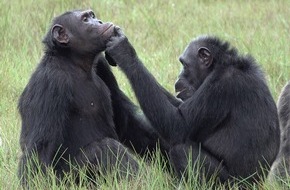 Universit&auml;t Osnabr&uuml;ck: Herkunft menschlichen Vertrauens: Neues Projekt an der Uni Osnabr&uuml;ck