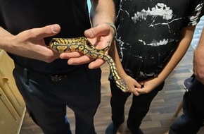 Feuerwehr Bochum: FW-BO: Reptil aus Terrarium in Bochum-Laer entkommen