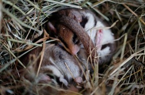 BUND: ++ Meisterleistung Winterschlaf: Noch immer viele Rätsel um den Winterschlaf der Gartenschläfer ++