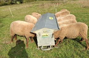 Polizeiinspektion Lauterecken: POL-PILEK: Schafe von Weide gestohlen