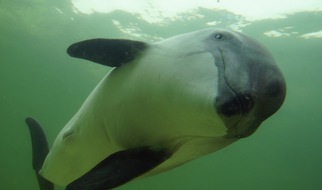 Bund f&uuml;r Umwelt und Naturschutz Deutschland e.V. (BUND): ++ Tag des Ostsee-Schweinswals: BUND fordert Schutzgebiete ohne Stellnetzfischerei ++