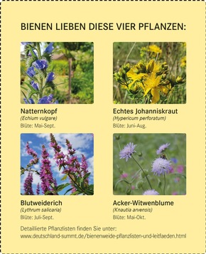 Registrierung zum Deutschland summt!- Pflanzwettbewerb 2023 ist freigeschaltet!