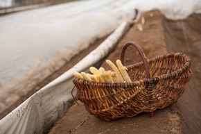 Start in die landesweite Spargelsaison: Neue Spargelherzogin waltet ihres Amtes