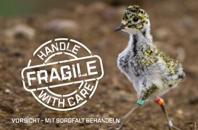 Komitee gegen den Vogelmord e. V.: Goldregenpfeifer durch Jagd bedroht / Nur noch 4 Brutpaare in Deutschland - Malta erlaubt Abschuss und Fang (FOTO)