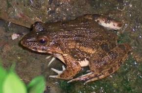 Schweizer Tierschutz STS: STS-Untersuchung zeigt: Der Verzehr von Froschschenkeln kann Ihre Gesundheit gefährden