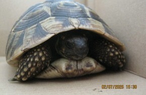 Polizeidirektion Flensburg: POL-FL: Risum-Lindholm/B5 - "Schildi" auf der B5 unterwegs, wer vermisst seine griechische Landschildkröte?