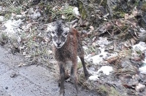 Polizeidirektion Mayen: POL-PDMY: Rettung eines Muffelwild-Lammes