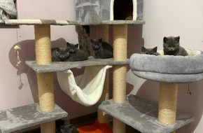 Kreispolizeibeh&ouml;rde Viersen: POL-VIE: Nettetal-Schaag: Katzen ausgesetzt - Polizei sucht nach Hinweisen