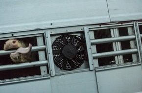 VIER PFOTEN - Stiftung für Tierschutz: Le Parlement européen a échoué à prendre un engagement clair contre les transports cruels d'animaux