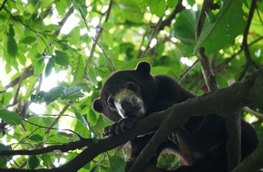 IFAW - International Fund for Animal Welfare: Malaienbären erhalten zweite Chance auf ein Leben in Freiheit