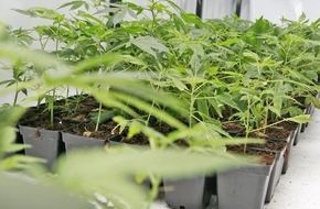 Hauptzollamt Duisburg: HZA-DU: Zollkontrolle: Mit über 630 Cannabispflanzen auf dem Weg zur Arbeit?