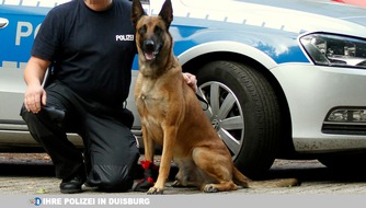 Polizei Duisburg: POL-DU: Hochfeld: Polizeihund Lasco spürt flüchtigen Autofahrer auf