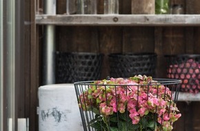 Blumenbüro: Farbexplosion auf Balkon und Terrasse / Gartenhortensien begrüßen die Outdoor-Saison
