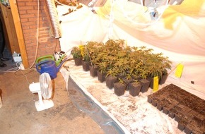 Polizeiinspektion Cuxhaven: POL-CUX: Polizei "erntet" Rauschgiftplantage (Bild als Download)
