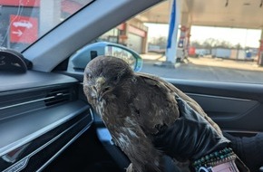 Autobahnpolizeiinspektion: API-TH: Was macht der Vogel da auf dem Standstreifen?