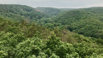 Deutsche S&auml;ge- und Holzindustrie Bundesverband e. V. (DeSH): Waldstrategie NRW: Priorit&auml;t f&uuml;r Waldbewirtschaftung und Holznutzung bei Umsetzung entscheidend