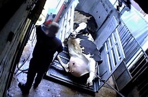 SOKO Tierschutz e.V.: Tierschützer fordern Gerechtigkeit im Fall Bad Iburg / Größter Schlachtskandal der deutschen Geschichte vor Gericht