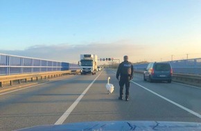 Polizeiinspektion Stralsund: POL-HST: Schwan sorgt auf der Rügenbrücke für Verkehrsbehinderungen