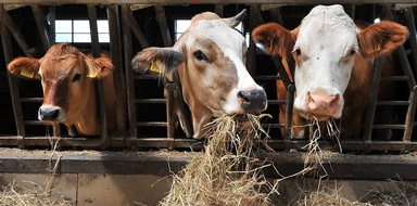 Schweizer Tierschutz STS: Neue Studie zu Label-Fleischmarkt: Nutztiere und Tierhalter leiden unter Marktmacht der Grossverteiler