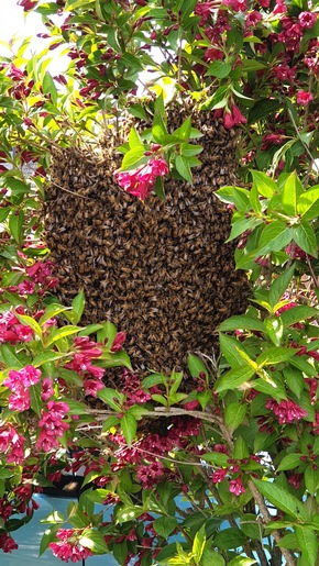 Polizei Rhein-Erft-Kreis: POL-REK: 190524-2: Bienenschwarm löste Polizeieinsatz aus - Bergheim