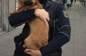 Bundespolizeiinspektion Stuttgart: BPOLI S: Hund und Herrchen zusammengeführt