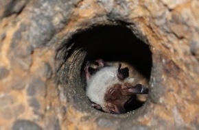 Deutsche Bundesstiftung Umwelt (DBU): DBU: Seltener Fund – Urwaldfledermäuse im Keller