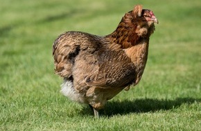 Hühnerbaron: Farbe im Osternest